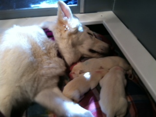 Celeste whelped 3 white shepherd puppies. 1 female & 2 males